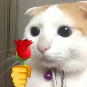 Meet your Posher, Jessie